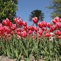 Tulipes a Morges 2007 - 203